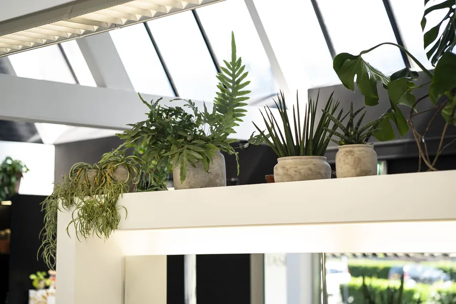 Planten op de rand onder de lichtstraat van de salon